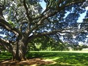 モアナルア・ガーデン