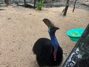 ブドウの餌やり体験