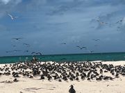 海鳥達が沢山いて赤ちゃんの鳥には癒されました！