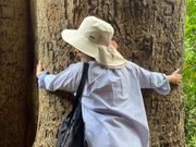 幸せの木。かなりの大木です！