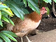 登口の駐車場には野生の鶏が沢山居ました。