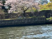 大阪城とさくら