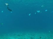 たくさんの魚が見られました