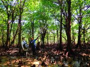 マングローブ上陸！