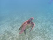 見てるだけで幸せー