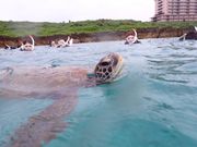 息継ぎ、ぷはー