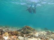 近づいても逃げません。じっくり観察できました。