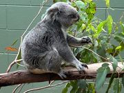 食事中のコアラ