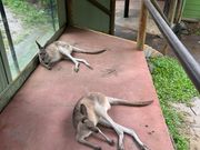 雨宿りしているワラビー