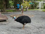 野生の火喰い鳥