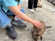 餌をあげると背中を触らせてくれます
