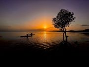 1本マングローブ