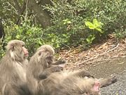 ヤクザルにあえました。