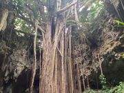 シンボルのガジュマルの巨木