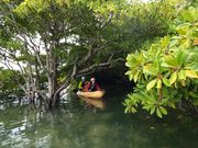 マングローブの中を探検