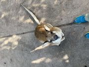 カンガルーの餌やり