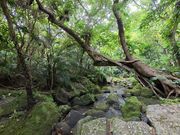 滝を目指す道中はジブリのような印象です。