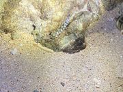 ハゼだったかな？