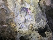 海辺の岩場にもヤシガニ発見