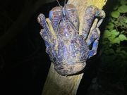 ヤシガニ見れたよ！木に登ってる