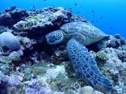 海底で眠るウミガメ