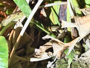 サキシマスジオウ