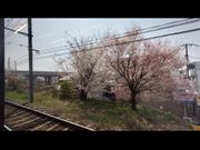 沿線には桜いっぱい