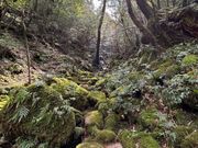 苔むす森までの道