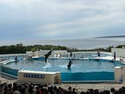 水族館のおきちゃん劇場