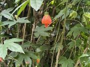 天燈（ランタン）花