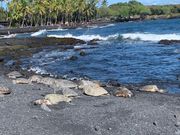 ホヌ(海亀)が14匹も！