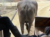 水牛のゆい君