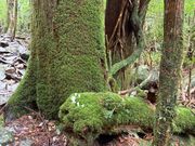 ガイドさんによっては（？）こだまショットも撮れますよ！