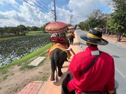 象乗りも面白い体験