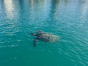 海亀も間近で見ることが出来ました！