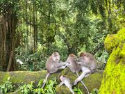 ④モンキーフォレスト