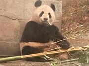 シンシンもいるよ