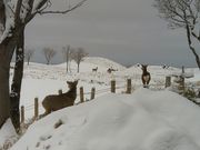 数キロ以上先のオホーツク海岸沿いにいるヒグマを警戒しているエゾシカ