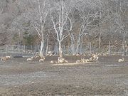 順路４）エゾシカファーム