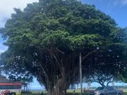 ヒロの街にある木