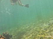 ウミガメシュノーケリング