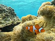 ウミガメシュノーケリング