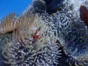 カクレクマノミ