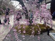 枝垂れ桜