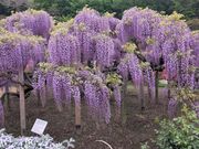 紫藤も素敵です。