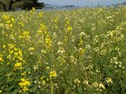 みはらしの丘を降りたところには菜の花畑があります。