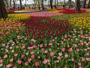 オランダのキューケンホフ公園をまねて作られたチューリップ庭園です。