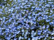 ブルーだけでなく白や薄紫の花もあります。