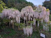 見事な白藤です。