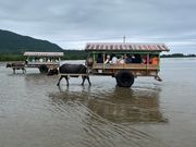 こたろうくんが頑張ってくれました🐃